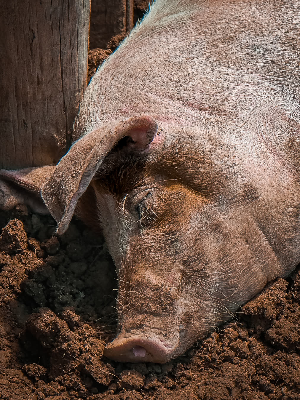 A pig asleep in the dirt