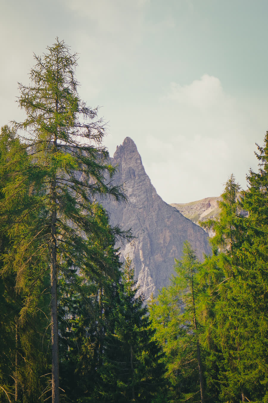Pine forest running up to a rock spire